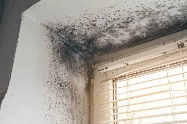 Affordable Bathroom Mold Removal solutions in Morrisdale, PA
